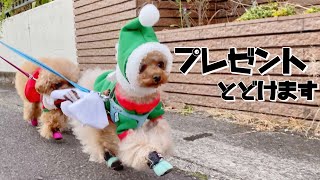 メリークリスマス！サンタ犬がプレゼントを配達しててかわいい！【Xmas】