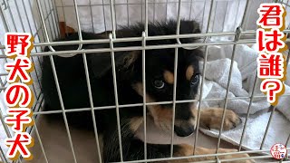 【子猫　子犬　保護犬　保護猫】君は誰？？？