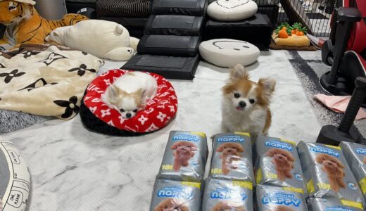 [拡散希望]老犬用オムツ最新情報10,000円分のオムツ差し上げます！