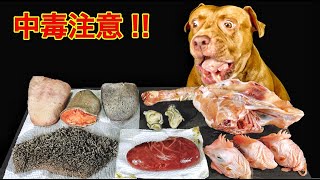 【閲覧注意ASMR】鶏の頭や骨をボリボリ噛み砕く犬の咀嚼音がクセになる