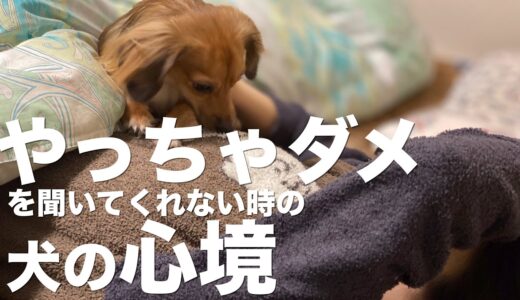 犬が「やっちゃダメ」を聞いてくれない時の気持ち