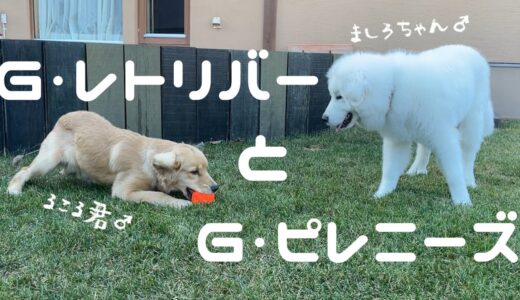 6ヶ月の大型犬と超大型犬のパワフルな遊びにはらはらです