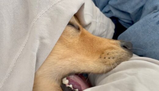 【目覚まし要らず】大型犬と暮らす朝のリアル