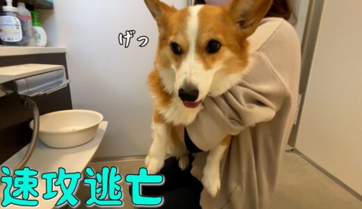 年末のシャンプーをなかった事にしたいコーギー犬