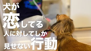 犬が恋におちた人にしか見せない行動