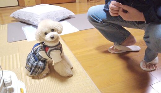 人見知りの犬だけで初めてパパの実家に行ったら事件が起きた...。【トイプードル】