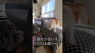 子猫が好きすぎてかまいすぎた犬の末路… #shorts