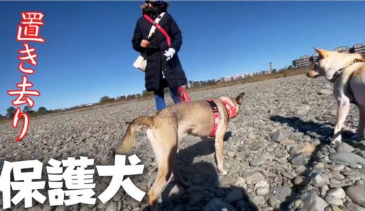 【保護犬】嬉しくて走り出した犬が振り返ったら・・号泣