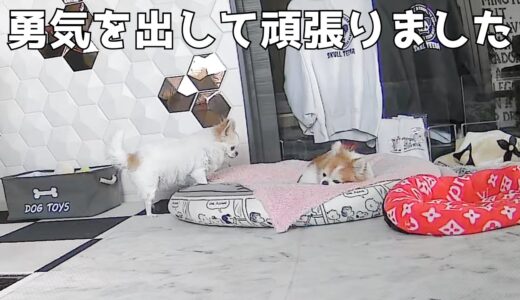 ドキドキだけど勇気を出して老犬に寄り添って寝ようとする妹チワワ