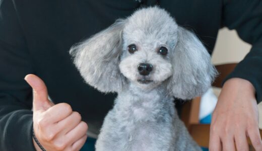 🐶今年最後のトリミングで過去最高に可愛くなった犬をお納めください🙇‍♂️【トイプードル】