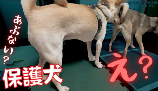 【保護犬】夜の散歩が怖すぎた・・