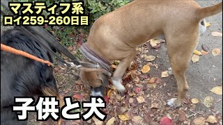 子供に犬を触らせるか？