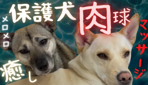 【癒し】怯え震える保護犬に「生まれて初めて」の肉球マッサージをしたら…w