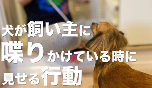 犬が飼い主に話しかけている時の仕草