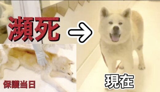 瀕死の秋田犬が半年ぶりに帰ってきたらすごい変わってた【rescued】