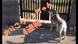 言葉を理解する犬