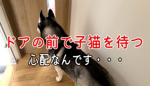 子猫に会いたくてずっと待ってる犬に胸が締め付けられました。ハスキー犬と保護犬トイプードル