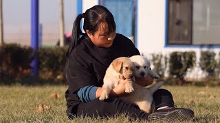 这些看似无奇的日常，其实对幼犬有着很重要的影响These normal daily routines actually have a very important impact on puppies