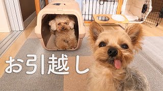 保護犬マルコ、お家のお引越ししました｜Day144