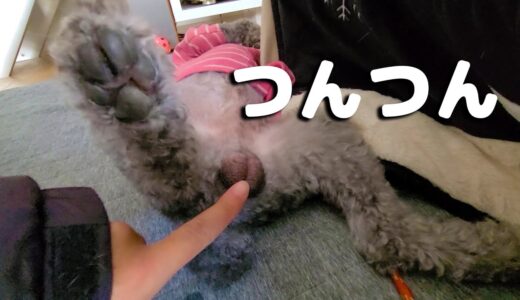 タマタマをつんつんされた犬の反応が面白い