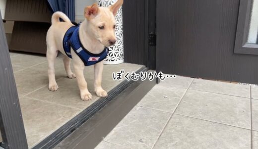 【初めての病院】沢山のドキドキ体験に個性が垣間見える子犬たち