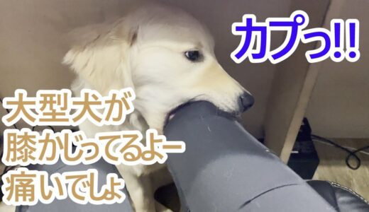 誰か助けてー!!大型犬がひっ、膝をがっぷり齧ってるよー!!ゴールデンレトリバーの子犬ティト。