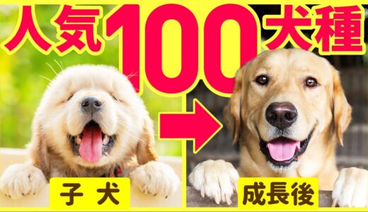 【総まとめ】❤️人気100犬種の子犬から成長後 〜かわいい笑顔編〜