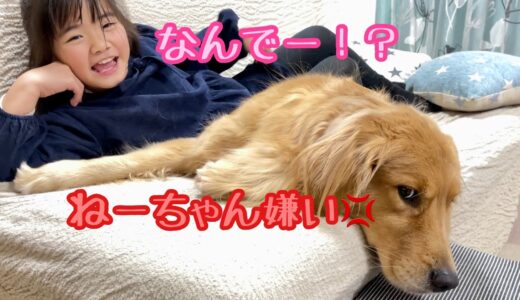 大好きな姉が小型犬を呼ぶと、あからさまに拗ねる、小学生男子のような大型犬クッキー【ゴールデンレトリバーとミニチュアダックスフンド】