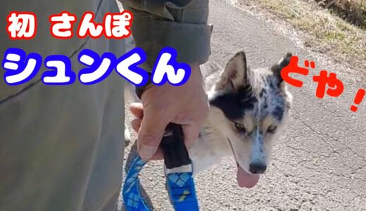 気管の弱い犬やヘルニアなどで散歩トレーニングに悩まれている飼い主様へ👍