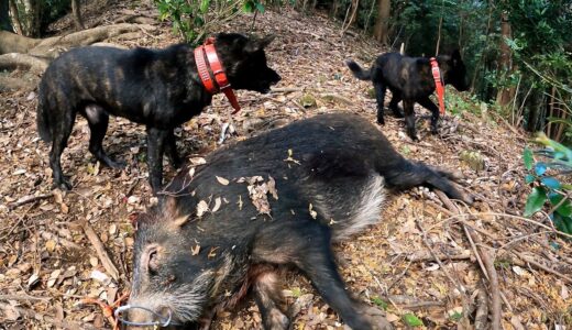 甲斐犬単独猟 Season2 第三話「虎の穴 第弐章」Japanese hunting kaidog