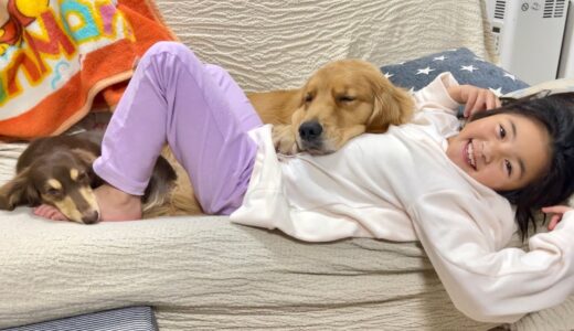 犬好きさんの夢が実現化。ワンコ達のくつろぎの場と化す娘が羨ましすぎる！【ゴールデンレトリバーとミニチュアダックスフンド】