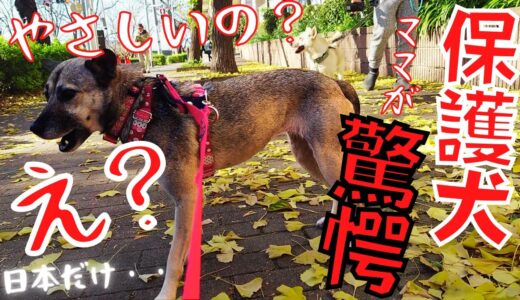 驚愕！？ママが保護犬と散歩で驚いた優しすぎる日本だけの〇〇！？・・