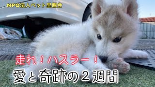 愛と奇跡の２週間　走れ！ハスラー！