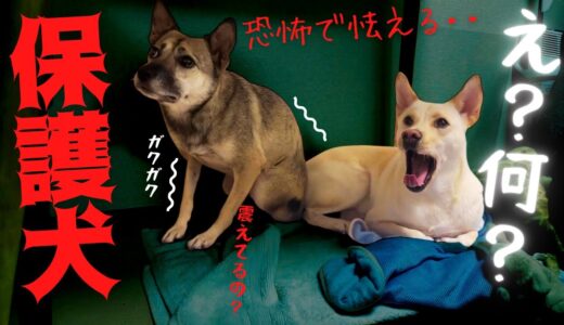 【家族の絆】保護犬アッチャンが怯え震えがはじまった・・妹を守る兄犬に感動