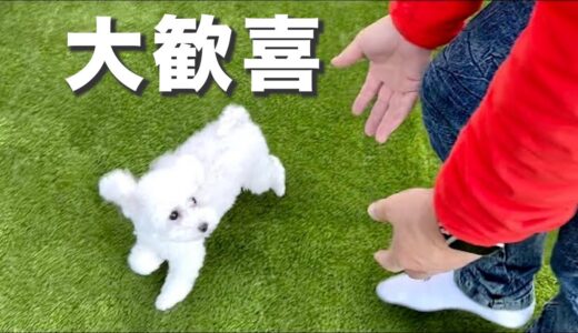 【初公開】自宅にドッグランをプレゼントされて乱舞する犬