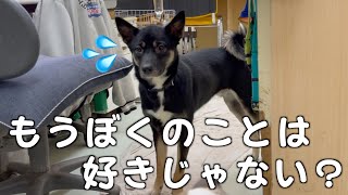 【元保護犬】他の犬ばかり可愛がったらだいぶ拗ねて焦った…