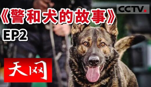 《天网》训犬危机！“我被自己的警犬咬了” 与警犬相处的日子 对待它们像孩子一样细心！《警和犬的故事》EP2 | CCTV社会与法