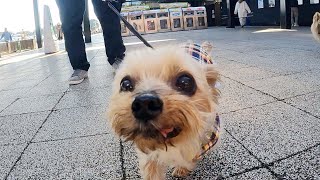 初めての外泊が楽しそうな保護犬｜Day140