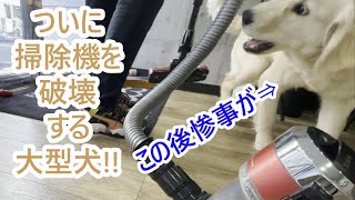 アクシデント!!掃除機をついに破壊する大型犬!!ゴールデンレトリバーの子犬ティト。