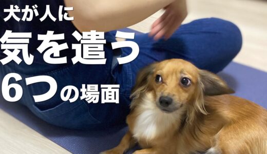 犬が人に気を遣う場面