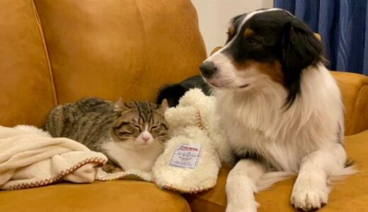 犬も猫も毛布があったかいことを知っている