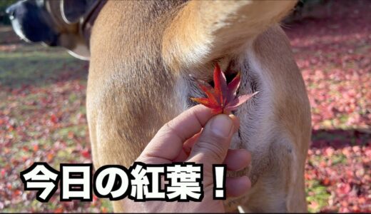 大型犬連れて京都で紅葉狩り