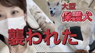 【預かり保護犬に襲われ重症トリマー】 愛犬を看取り傷心してたら…