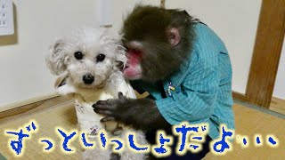 10年一緒に暮らした猿と犬…専門家も驚く愛情行動をしだしました。