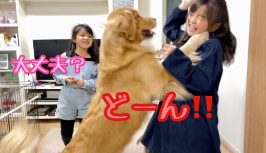 勢い余って姉をふっとばす大型犬クッキー【ゴールデンレトリバーとミニチュアダックスフンド】