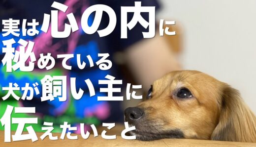 犬が実は心に秘めている飼い主に伝えたいこと