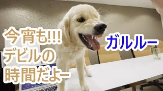 夜になるとデビル犬に変身してしまうゴールデンレトリバーの子犬ティト。