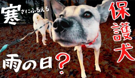 【保護犬】雨のお散歩！震える犬！コートを着る！？