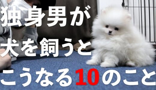 【犬を飼うということ】独身男が犬を飼って1年…10の変化