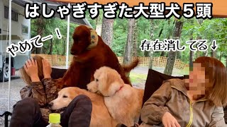 大型犬5頭とのキャンプに参加した事を後悔する友人